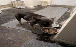 French Bulldog dogs for sale: Beautiful French bulldog  - Image 4