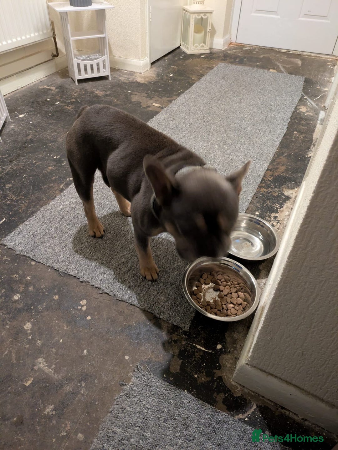 French Bulldog dogs for sale: Beautiful French bulldog  - Image 4