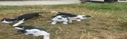 Border Collie dogs for sale: 7 well socialised puppies in Knighton - Advert 10