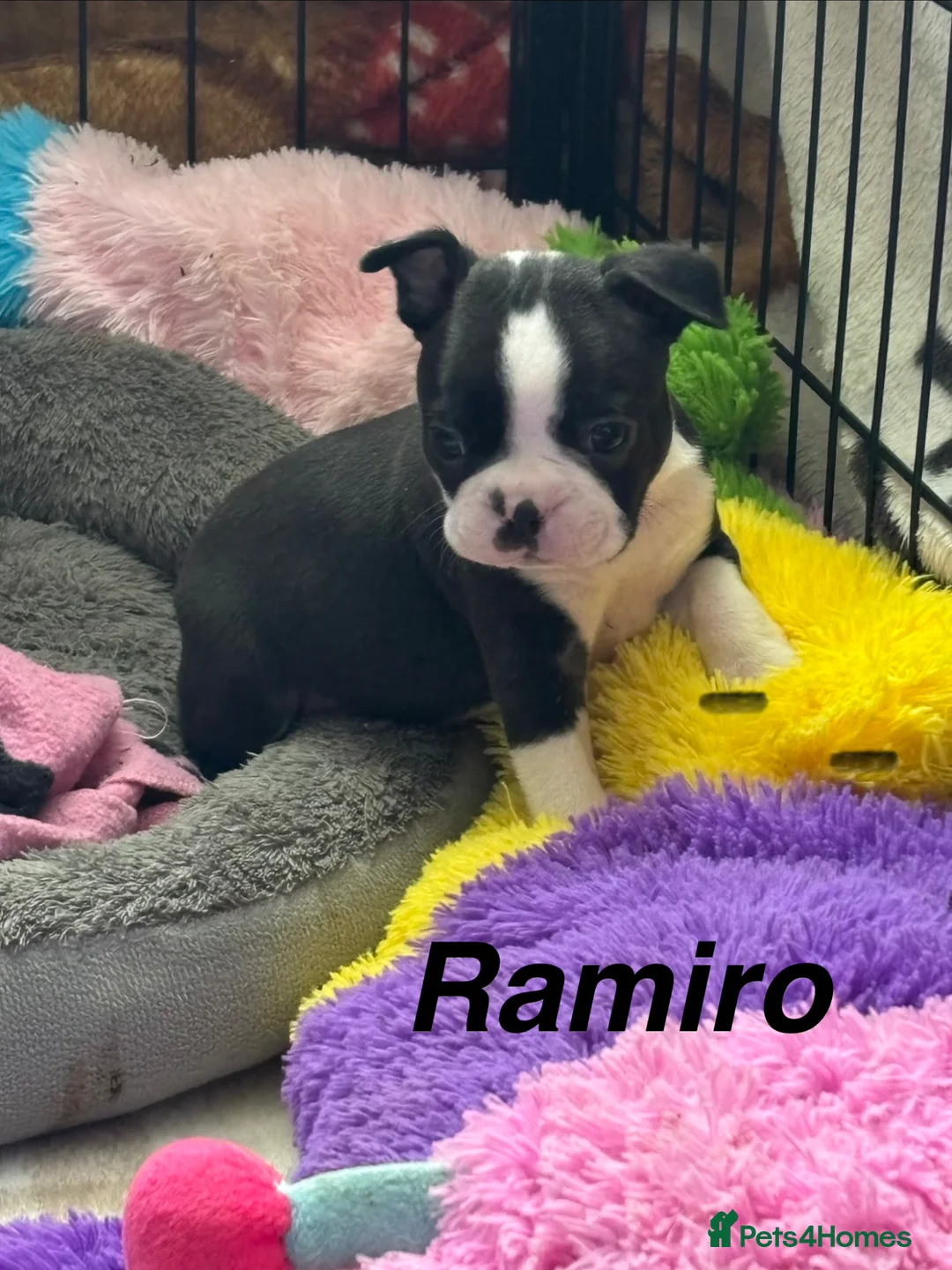 Boston Terrier dogs for sale: Boston Terrier 💙💙💙💙 puppy boy  - Advert 2