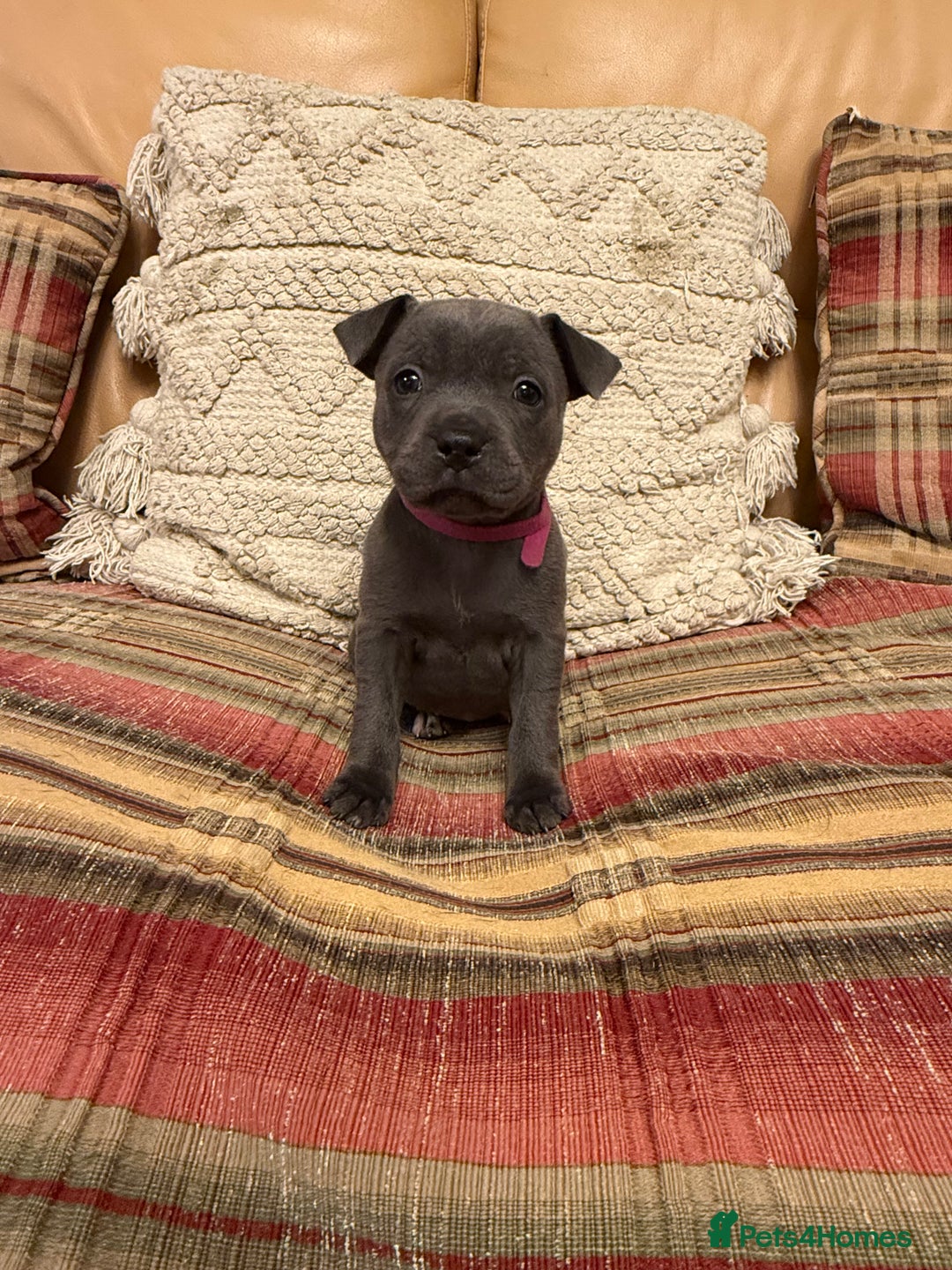 Staffordshire Bull Terrier dogs for sale: KC Registered/Health Tested Blue SBT Puppies - Advert 40