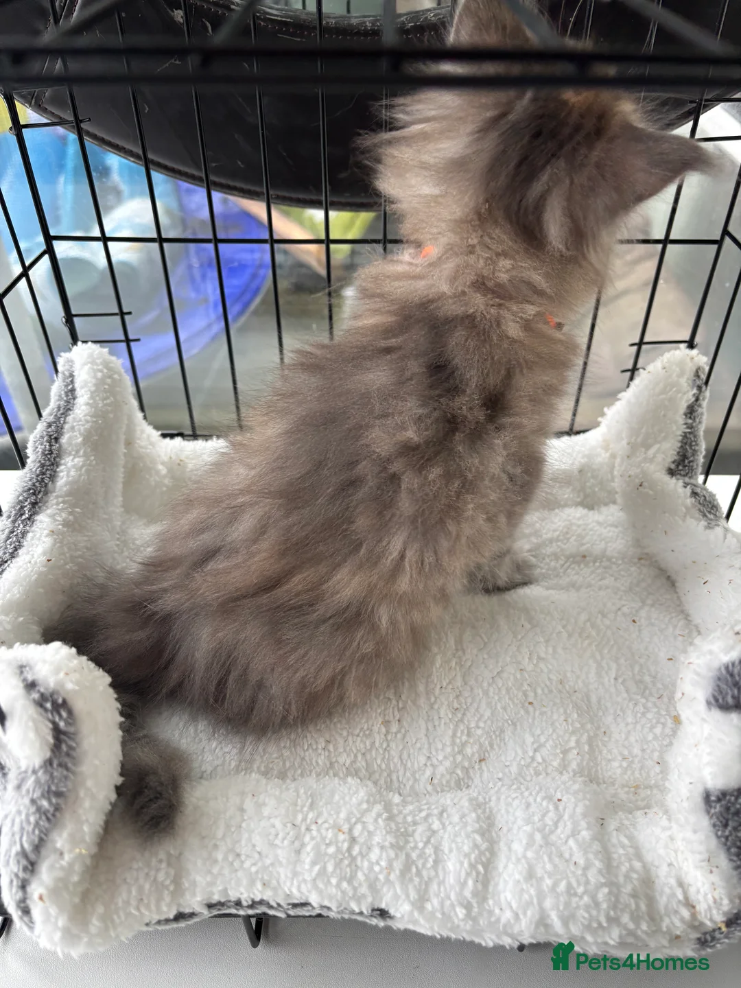 Maine Coon cats for sale: Maine coon kittens  - Advert 16