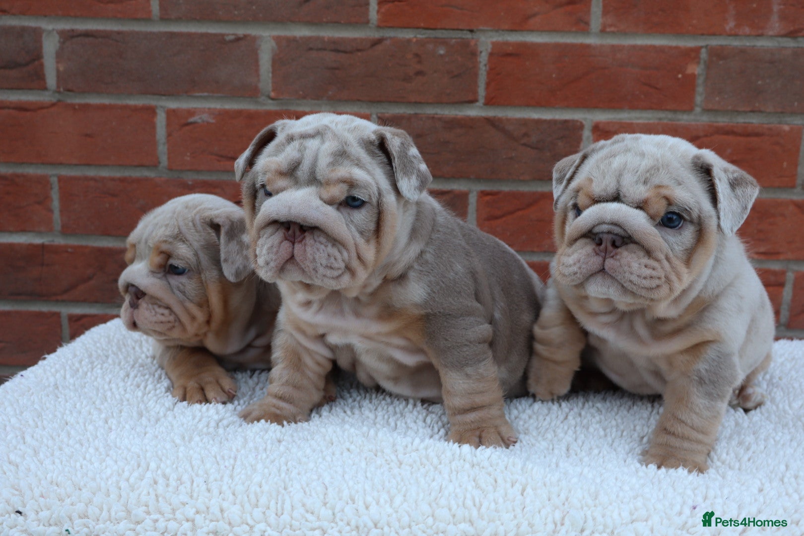 English Bulldog dogs Mr Muscles litter KC Quality English bulldogs - Advert 1