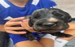 Cocker Spaniel dogs for sale: Beautiful Working Cocker Spaniel Puppies for Sale - Image 20