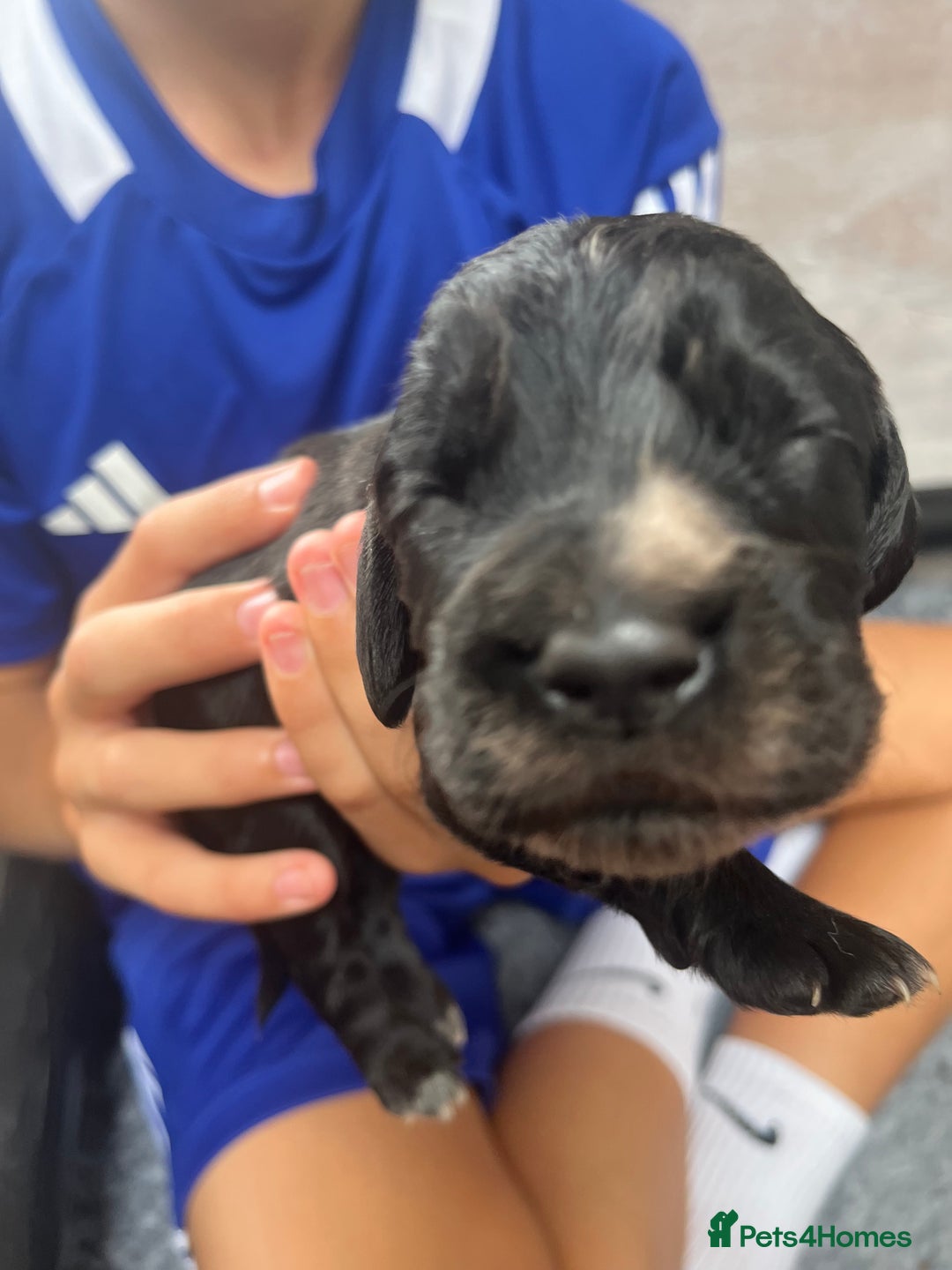 Cocker Spaniel dogs for sale: Beautiful Working Cocker Spaniel Puppies for Sale - Image 20