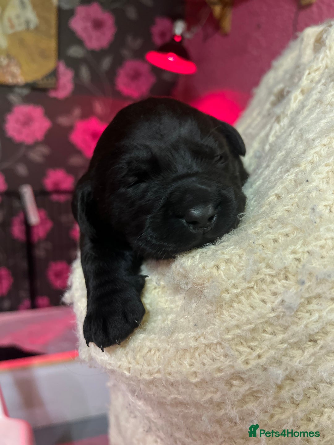 Labrador Retriever dogs for sale: KC Registered Royal Bloodline Puppies - Advert 11