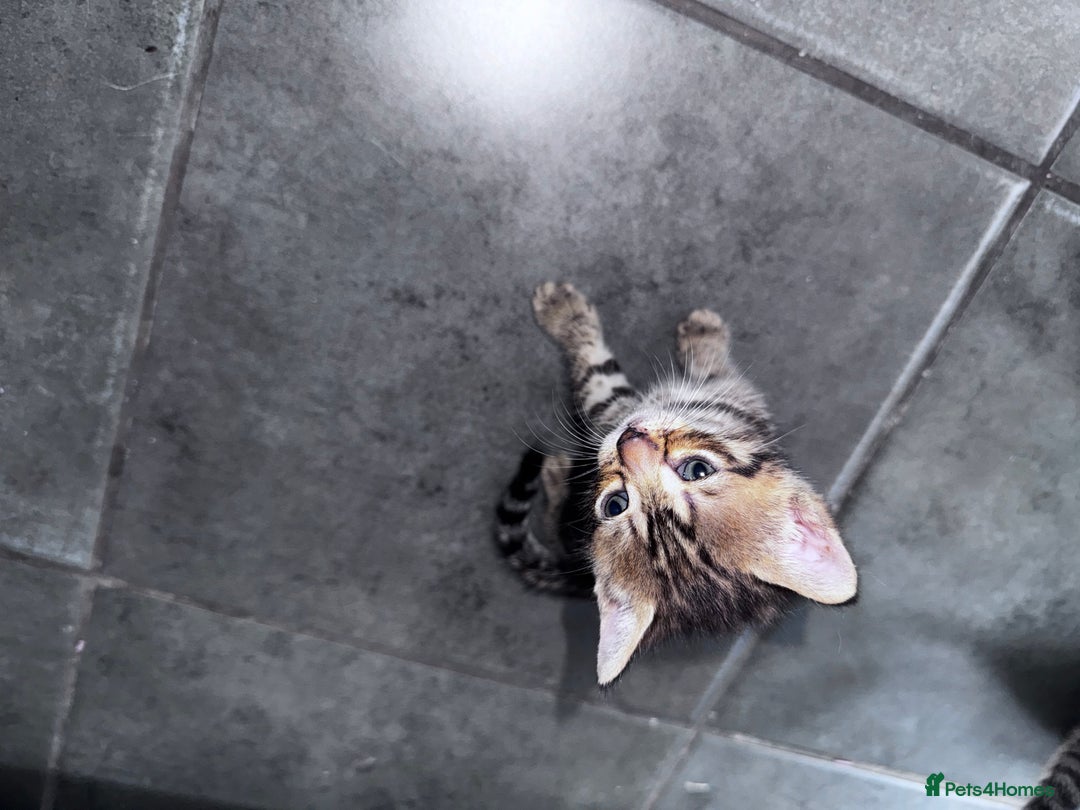 Bengal cats for sale: Bengal Kittens ready to be reserved  - Image 7