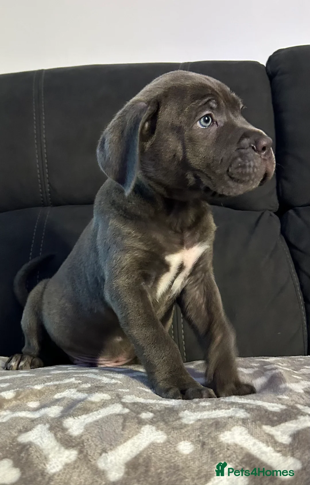 Cane Corso dogs for sale: Cane corso champion bloodline pups  - Advert 4