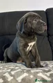 Cane Corso Puppy 1