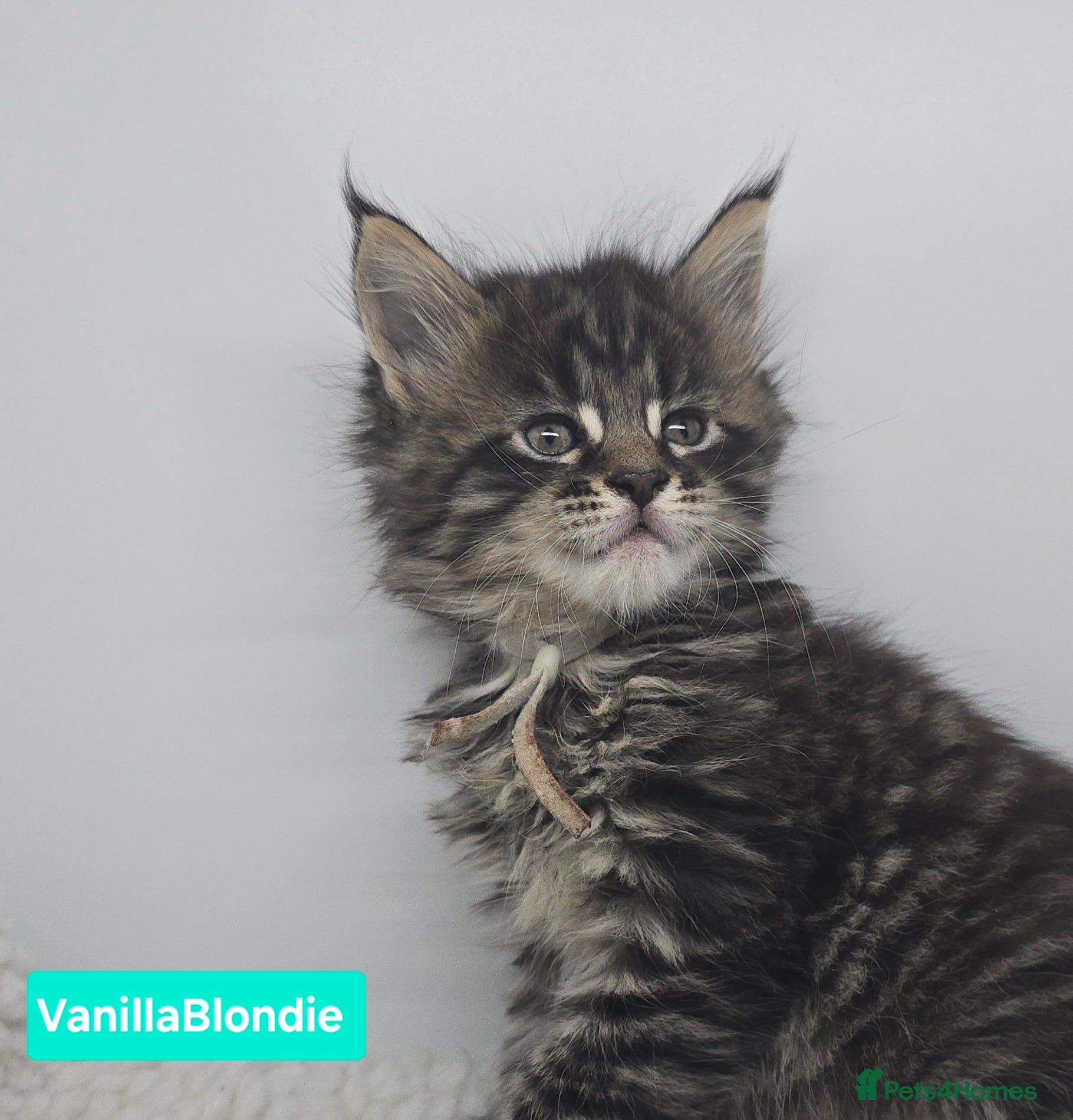 Maine Coon cats Beautiful TICA Pedigree Maine Coon Kittens - Advert 17