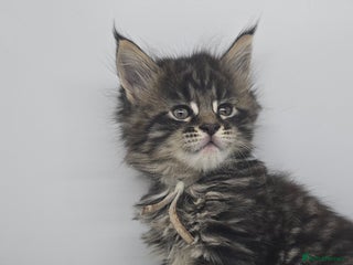 Maine Coon cats Beautiful TICA Pedigree Maine Coon Kittens - Advert 17