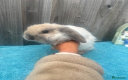 Mini Lop rabbits for sale: Mini lop babies ready to go - Image 14