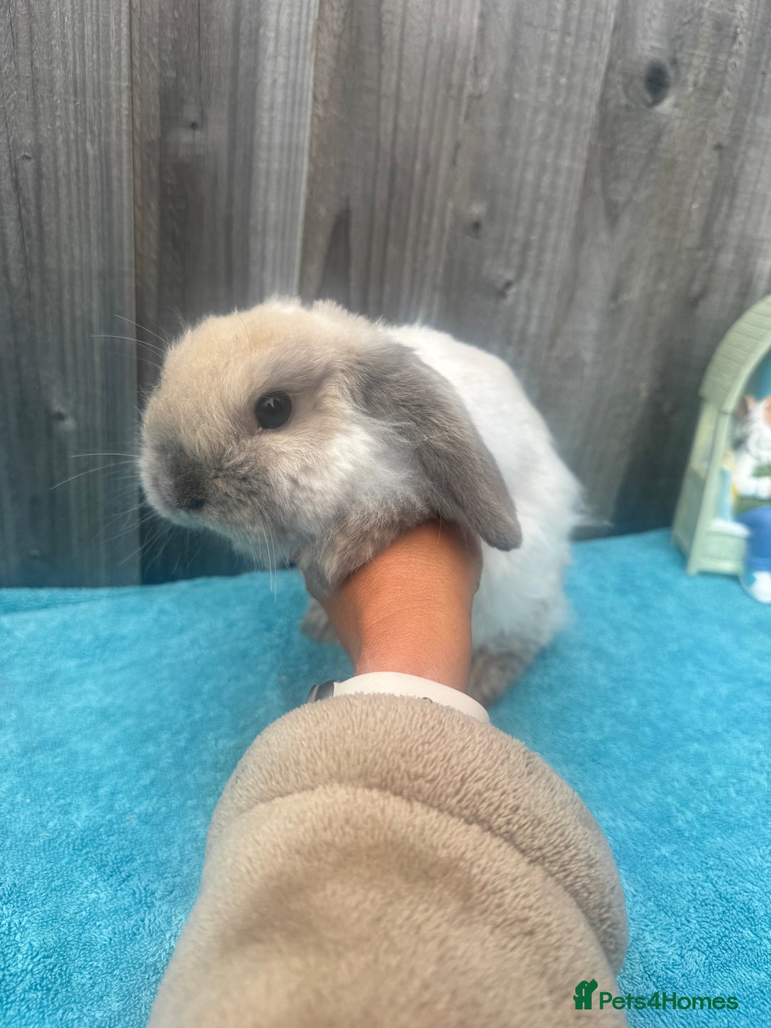 Mini Lop rabbits for sale: Mini lop babies ready to go - Image 14