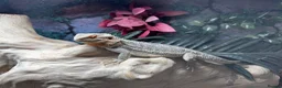 Bearded Dragon reptiles for sale: Bearded Dragon & Vivarium - Advert 2