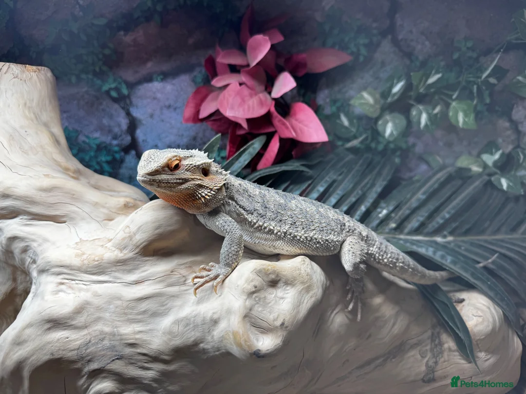 Bearded Dragon reptiles for sale: Bearded Dragon & Vivarium - Advert 2