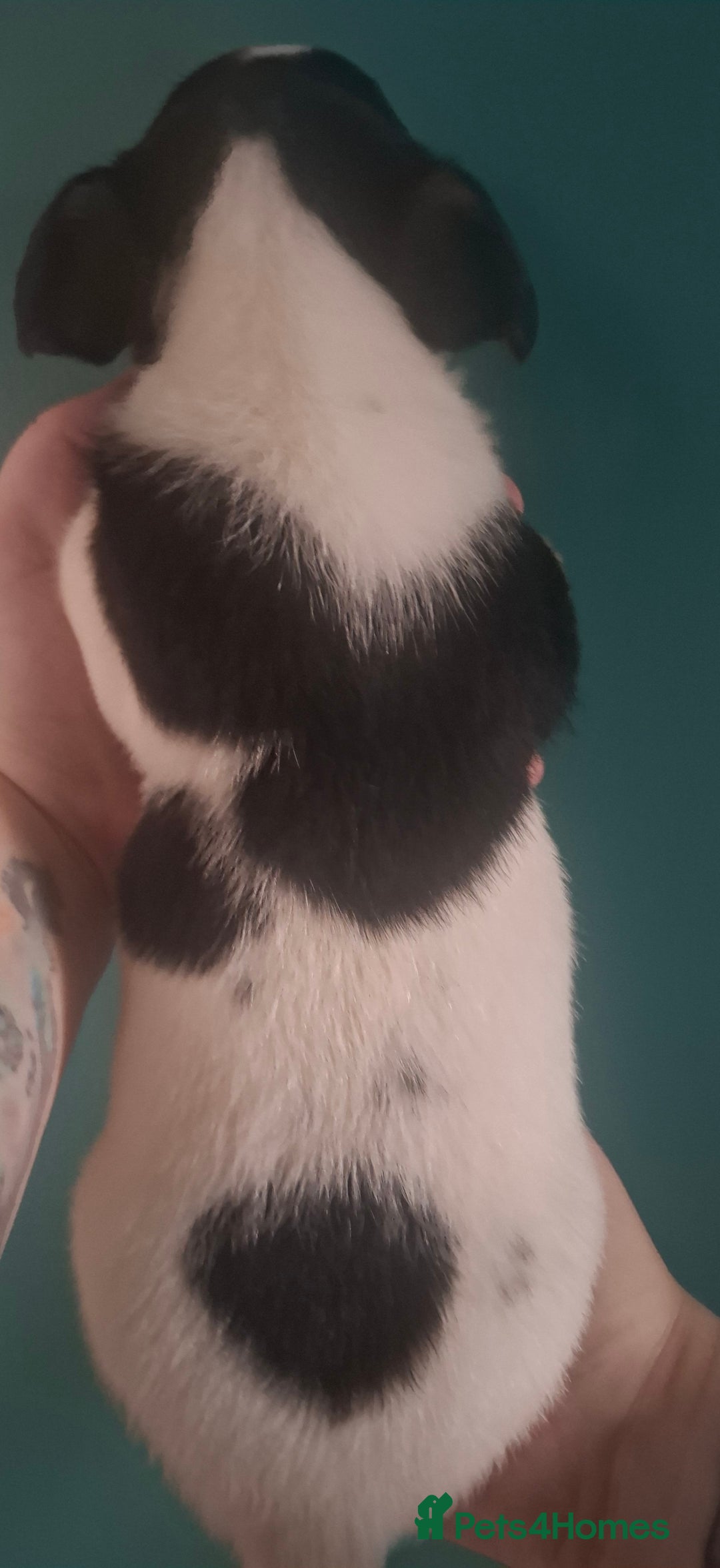 Jack Russell dogs for sale: Jack Russell pups - Image 5