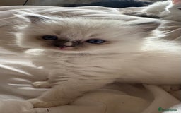 Ragdoll cats for sale: 5 Beautiful Ragdolls looking for a new home  - Image 13