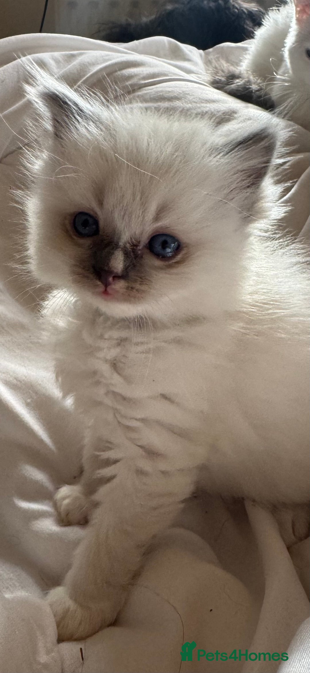 Ragdoll cats for sale: 5 Beautiful Ragdolls looking for a new home  - Image 13