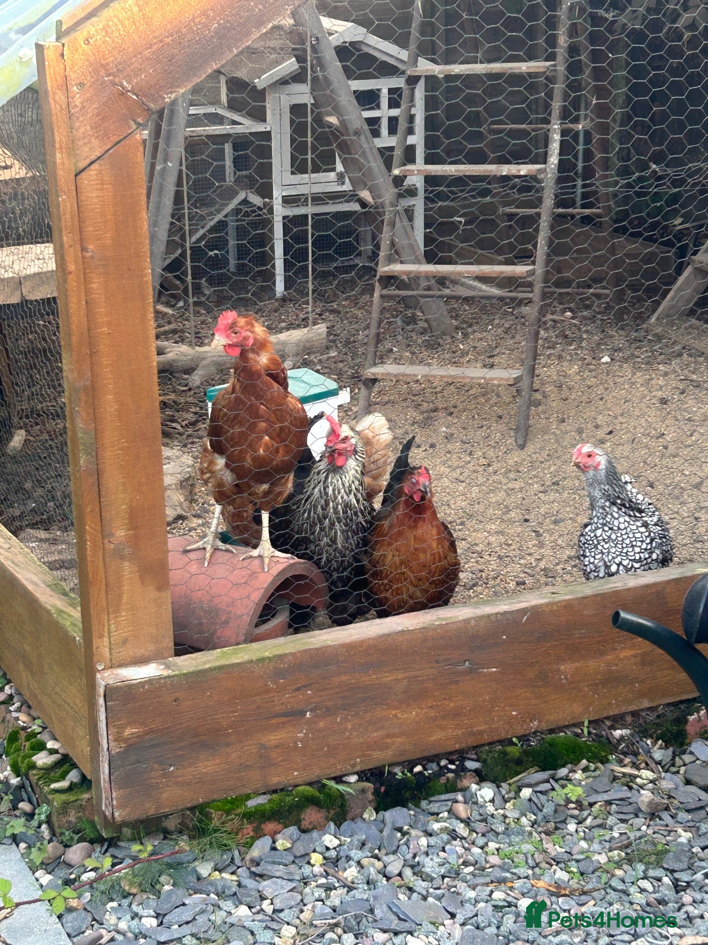 Chickens poultry 5 chickens, coop, accessories  - Advert 6