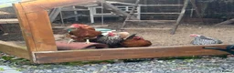 Chickens poultry for sale: 5 chickens, coop, accessories  in Southport - Advert 1