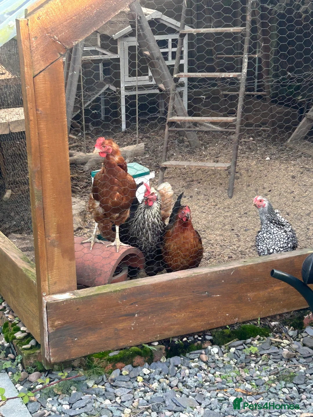 Chickens poultry for sale: 5 chickens, coop, accessories  in Southport - Advert 1