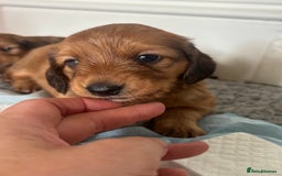 Dachshund dogs for sale: 2 American Red Long Haired Dachshund Puppies - Image 5