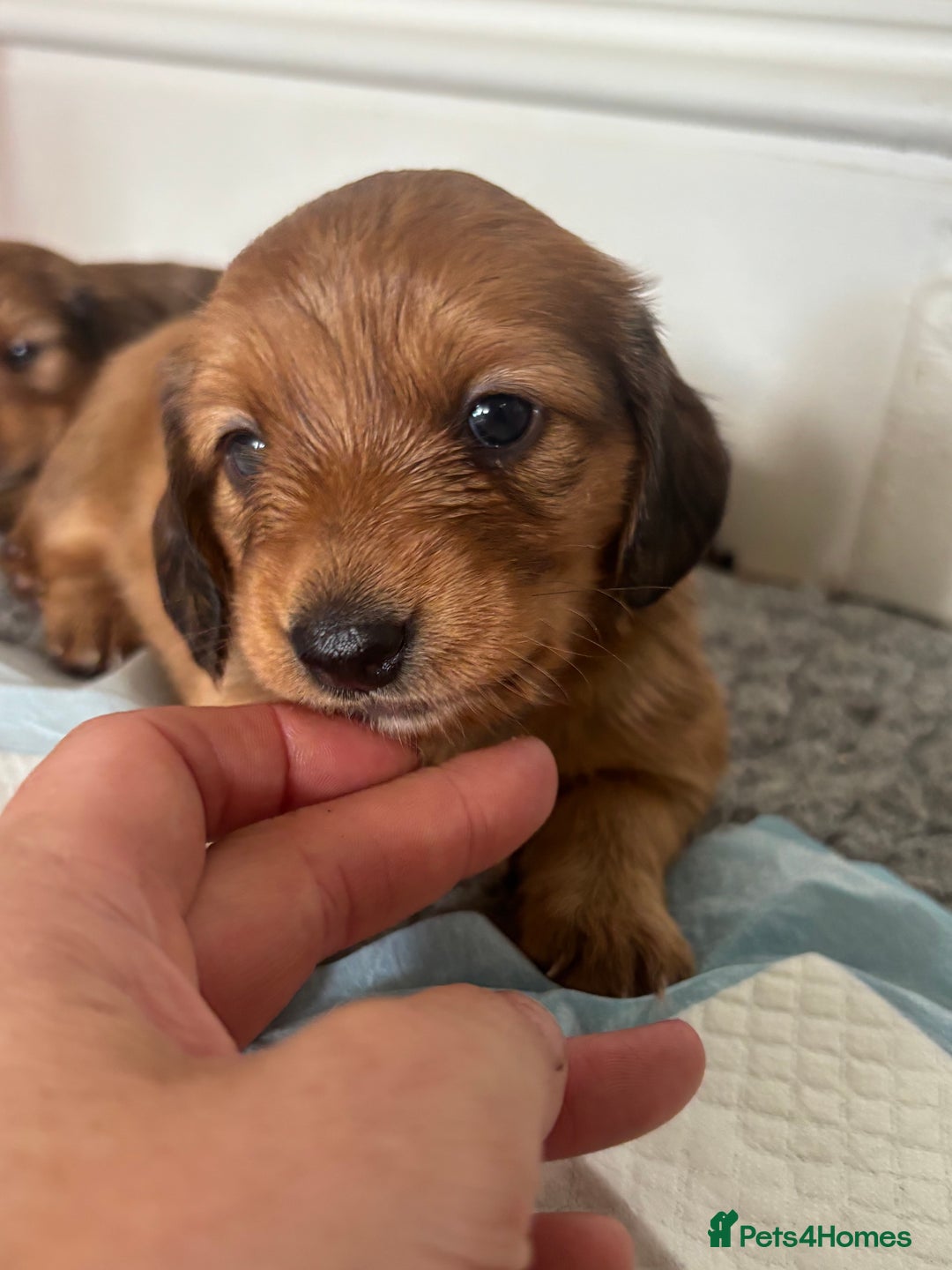 Dachshund dogs for sale: 2 American Red Long Haired Dachshund Puppies - Image 5
