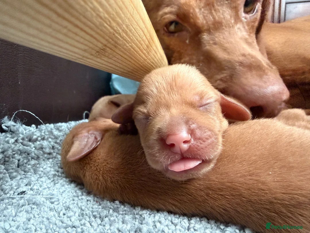 Hungarian Vizsla dogs for sale: Stunning Hungarian Vizsla puppies available  - Advert 1