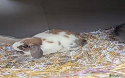 Mini Lop rabbits for sale: Percival and Vex'ahlia - Image 2
