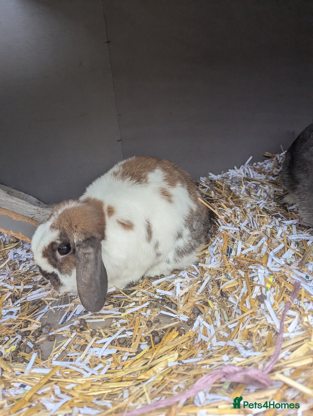 Mini Lop rabbits for sale: Percival and Vex'ahlia - Image 2