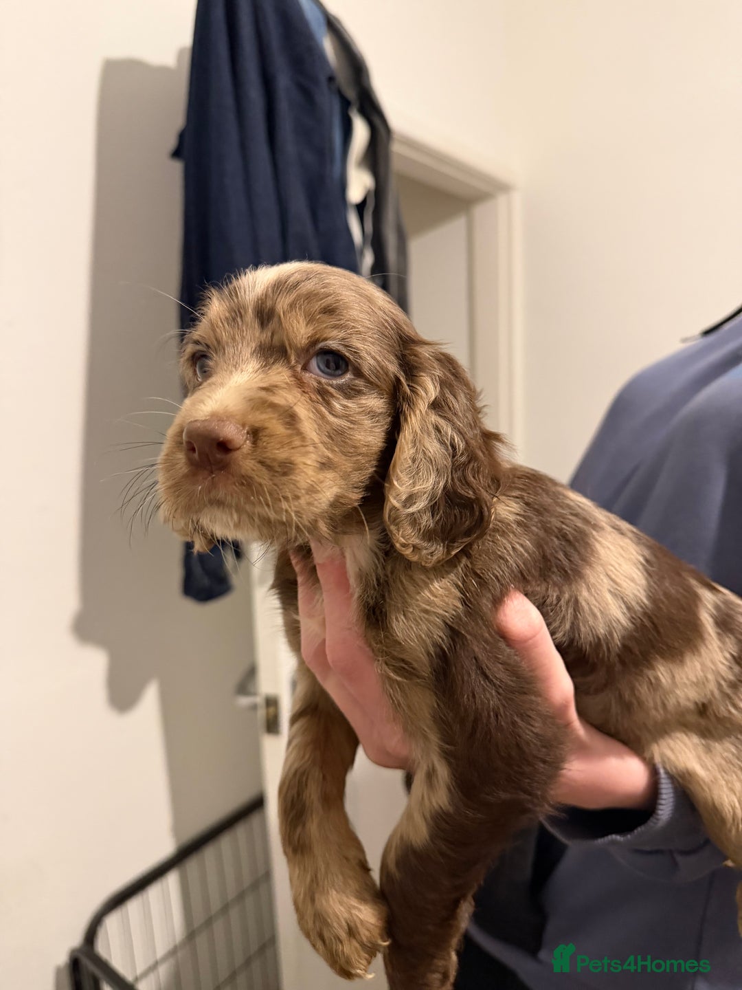 Cocker Spaniel dogs for sale: FEMALE CHOC WORKING COCKER LEFT! - Advert 28