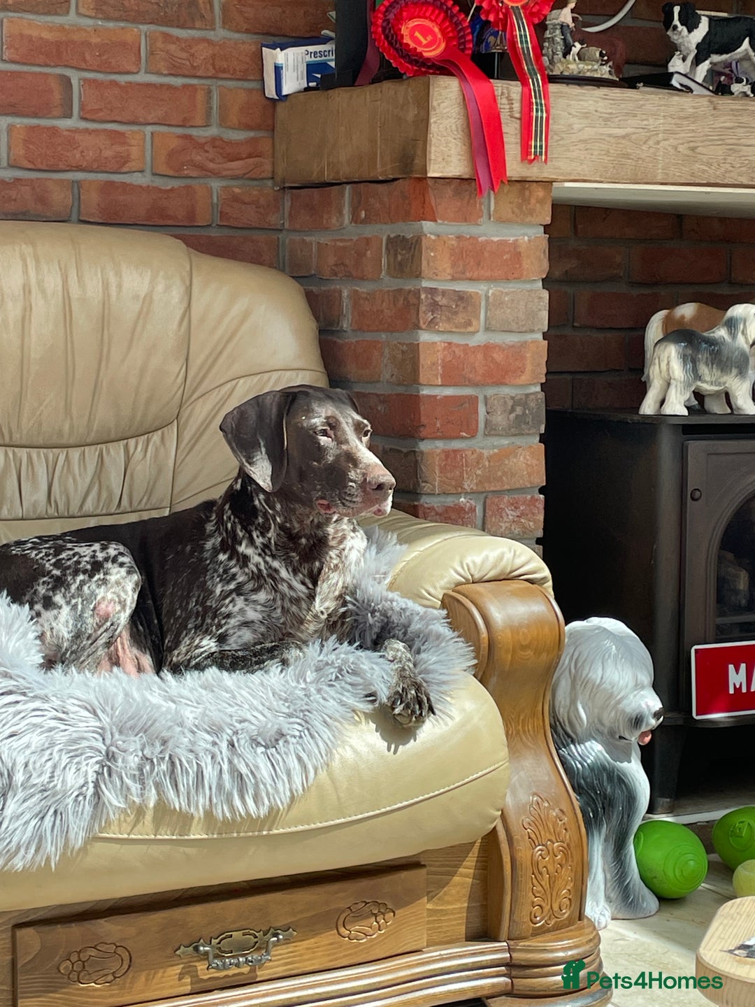 German Shorthaired Pointer dogs for sale: German shorthaired pointer boys and girls  - Image 17