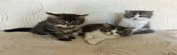 Persian cats for sale: Beautiful kittens  - Advert 3