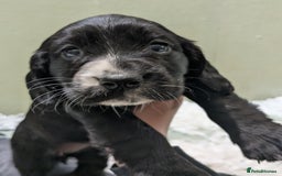 Cocker Spaniel dogs for sale: Beautiful Cocker Girl Pups, READY TO LEAVE-27.7.25 - Image 9