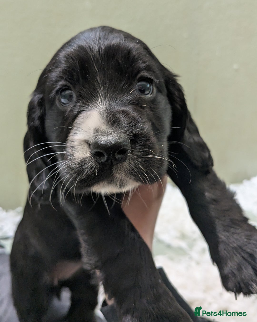 Cocker Spaniel dogs for sale: Beautiful Cocker Girl Pups, READY TO LEAVE-27.7.25 - Image 9