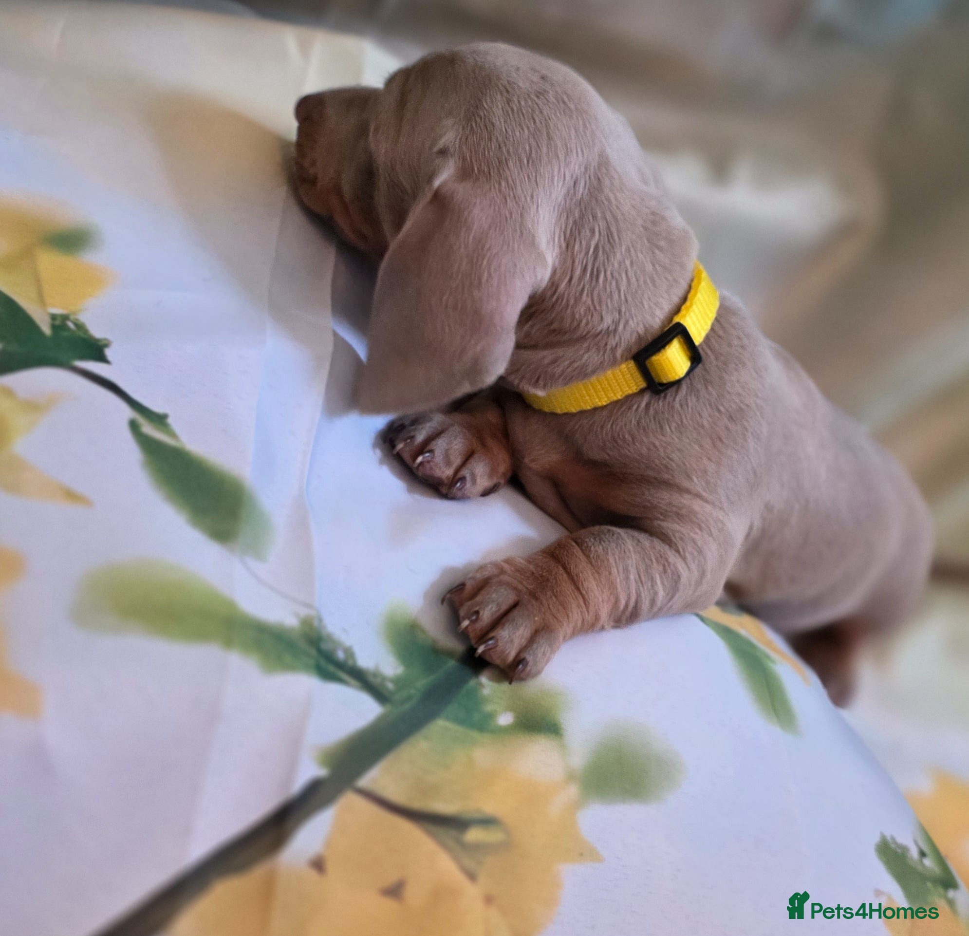 Miniature Dachshund dogs for sale: DARLA the dachshund  - Advert 8
