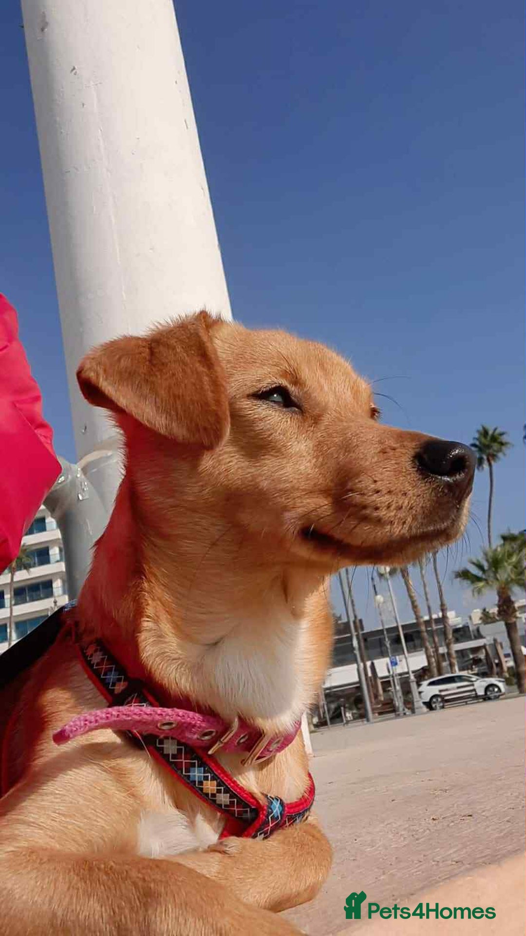 Mixed Breed dogs for adoption: Jeffrey Still smiling.Still waiting for his people - Advert 9