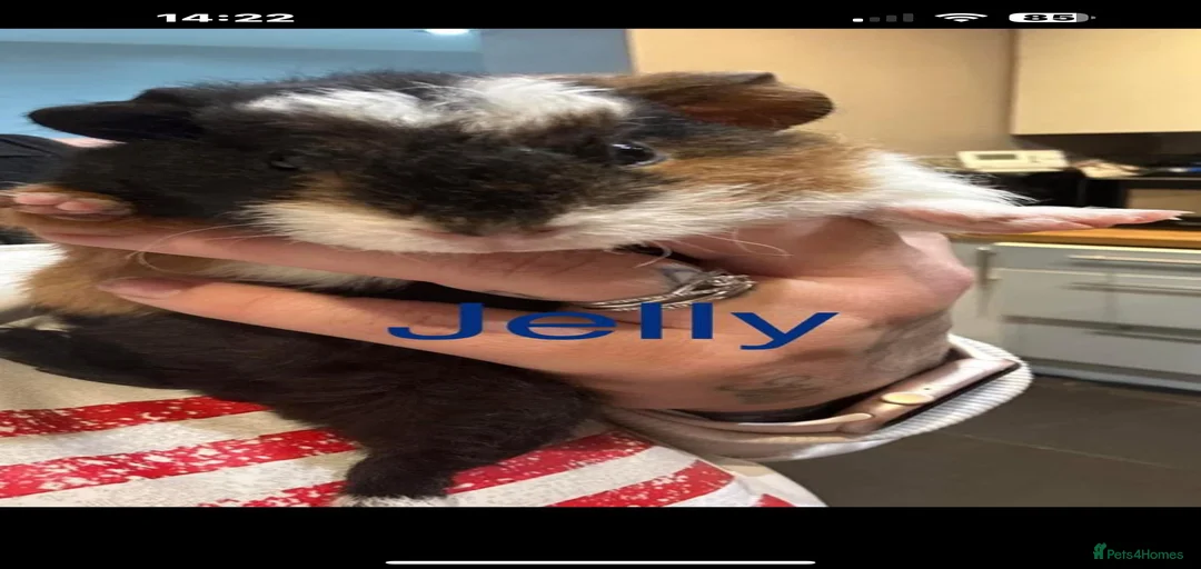 Gallery Image {{count}}