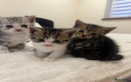 Mixed Breed cats for sale: Six adorable mixed silver striped bengal kittens  - Image 10
