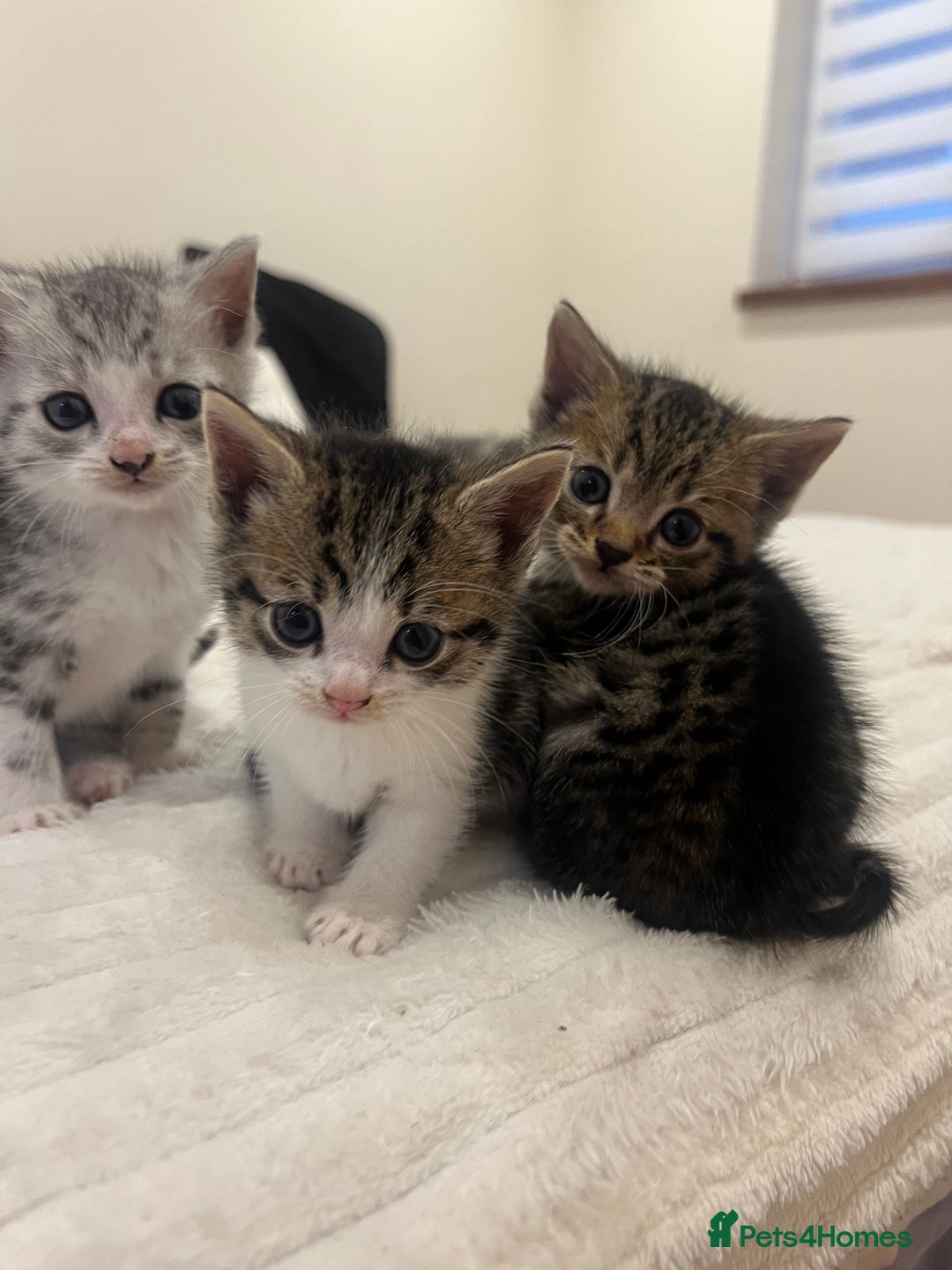 Mixed Breed cats for sale: Six adorable mixed silver striped bengal kittens  - Image 10