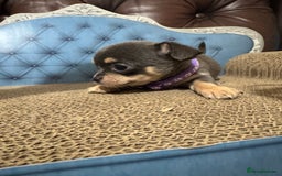 Chihuahua dogs for sale: Lilac tricolour chihuahua puppies - Image 7