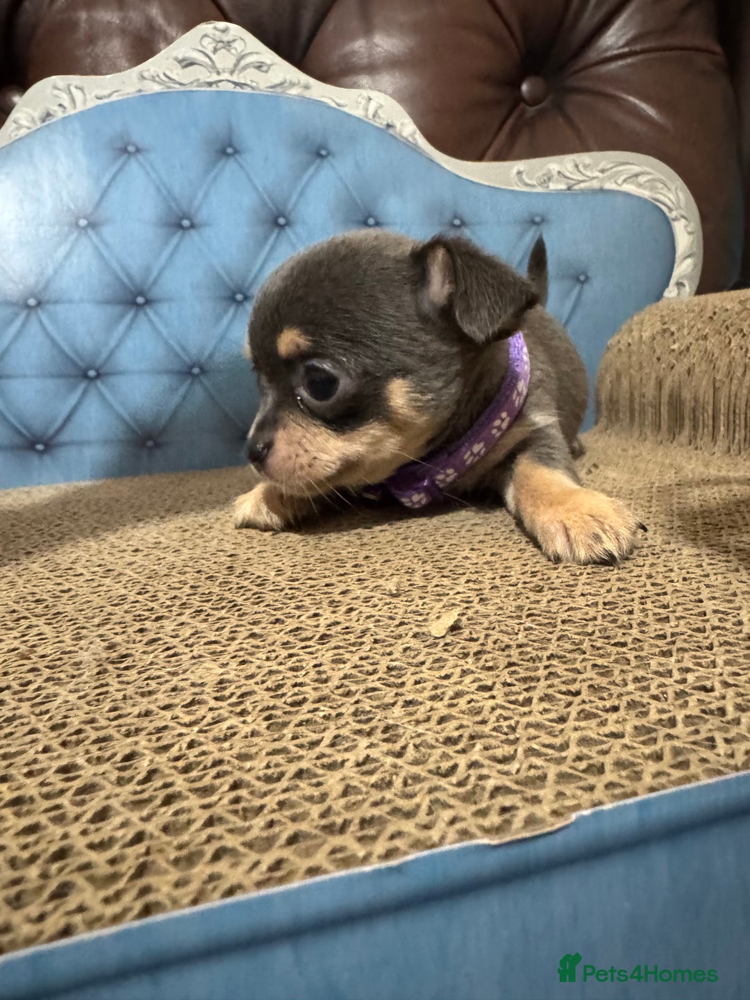 Chihuahua dogs for sale: Lilac tricolour chihuahua puppies - Image 7