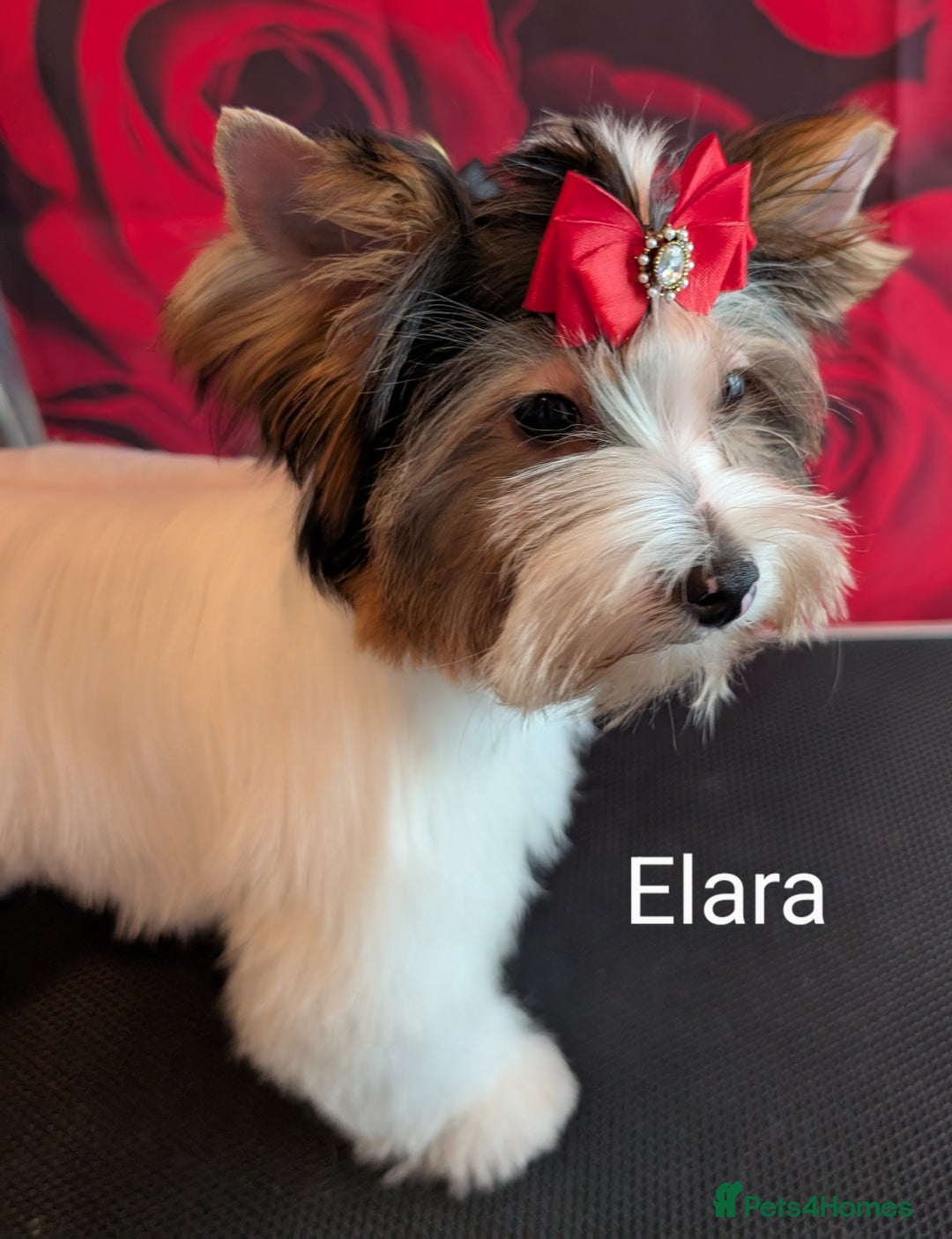 Biewer Terrier dogs for sale: Biewer - Image 14