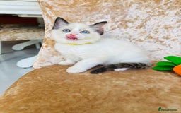 Ragdoll cats for sale: Beautiful ragdoll kittens  - Image 8