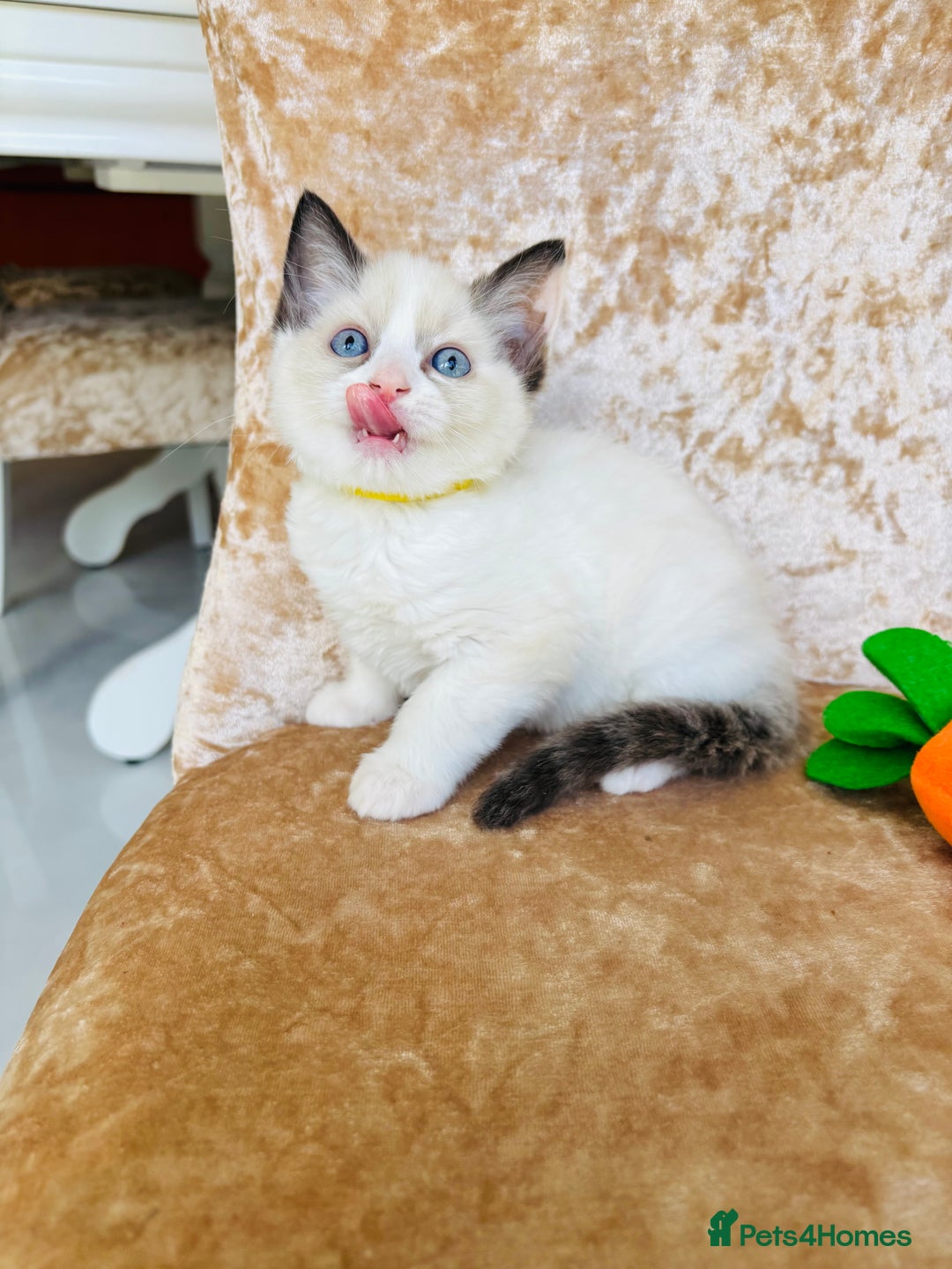 Ragdoll cats for sale: Beautiful ragdoll kittens  - Image 8