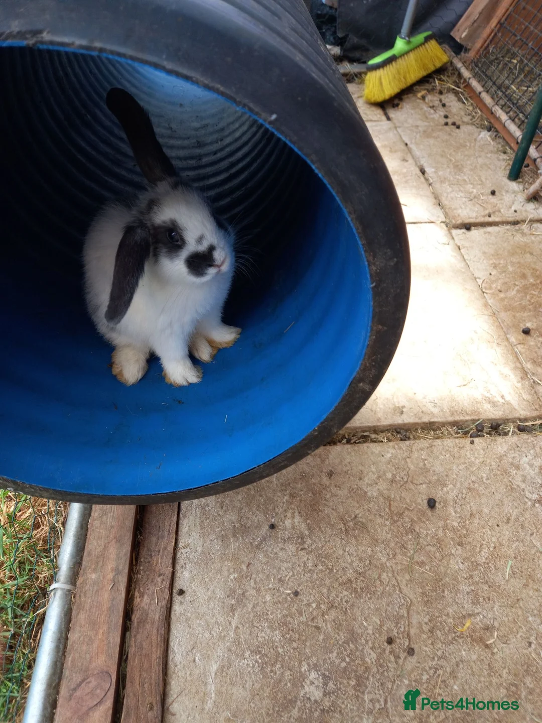 Lionhead rabbits for sale: Lion head lops and lops in Plymouth - Advert 6