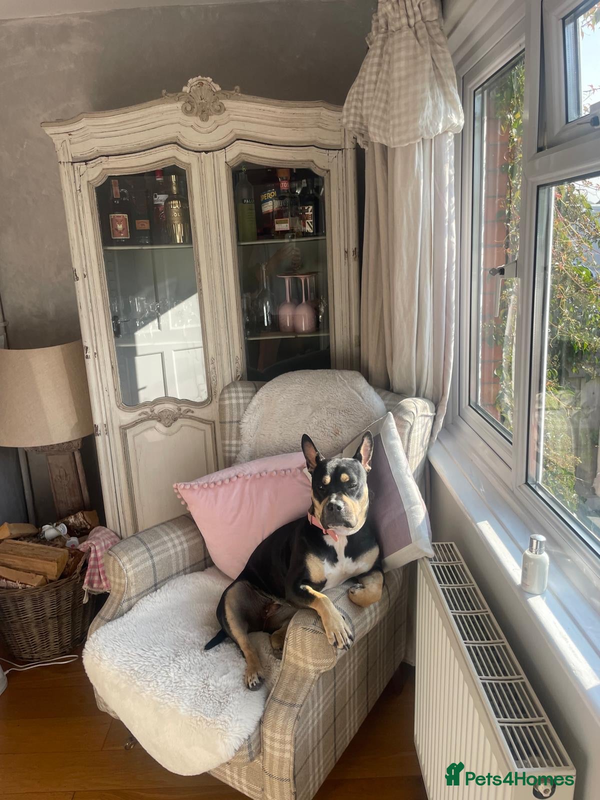 Mixed Breed dogs Luna ❤️ - Advert 4