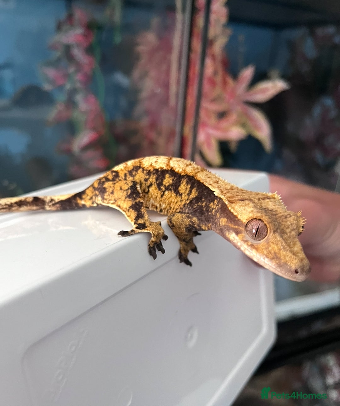 Gecko reptiles for sale: Mix of new Caledonian Geckos - Image 8