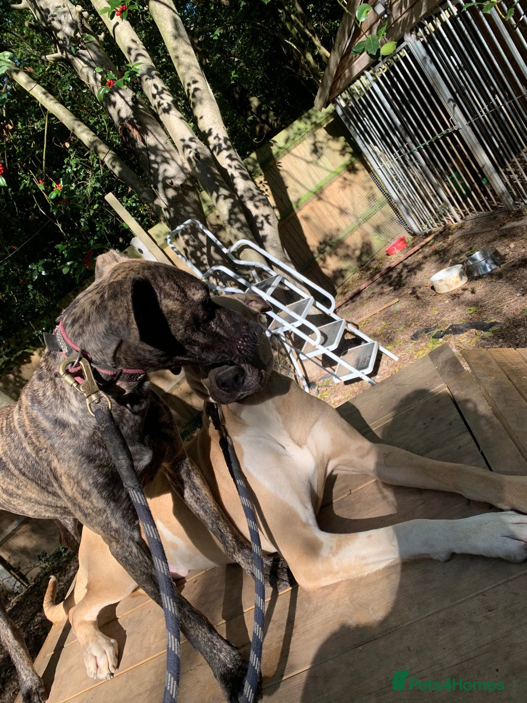 Mixed Breed dogs for sale: Billie and Evie lurcher x bullmastiff  - Image 1