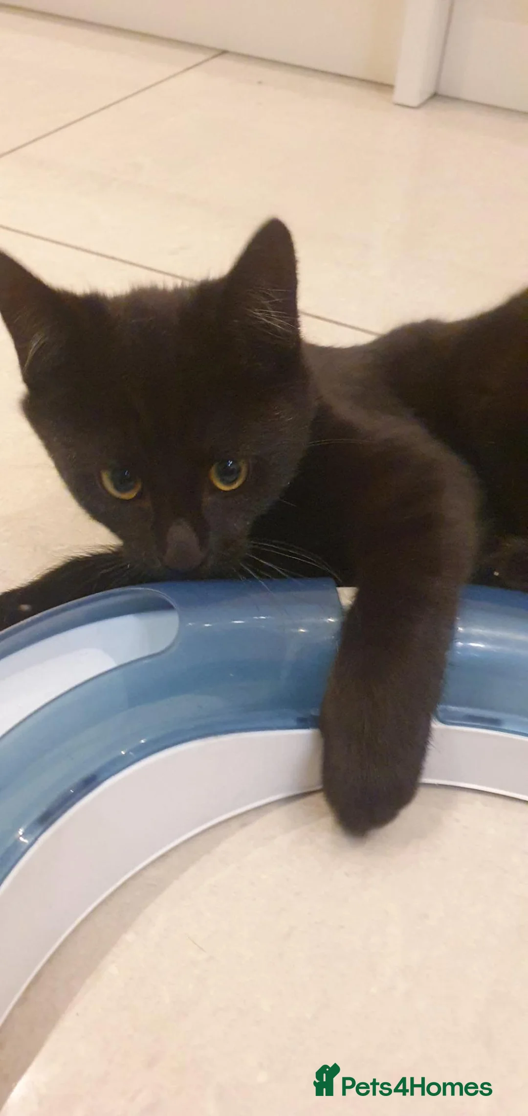Mixed Breed cats for sale: 14 week old kittens in search of forever homes - Advert 1